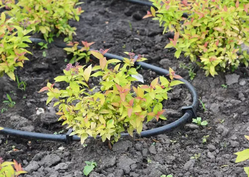 Efficient drip and micro-irrigation system installed in Murray, UT