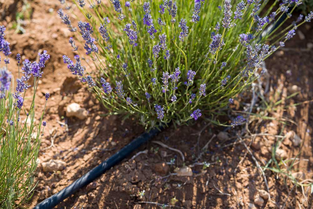A drip tube leading into a small, flowering bush