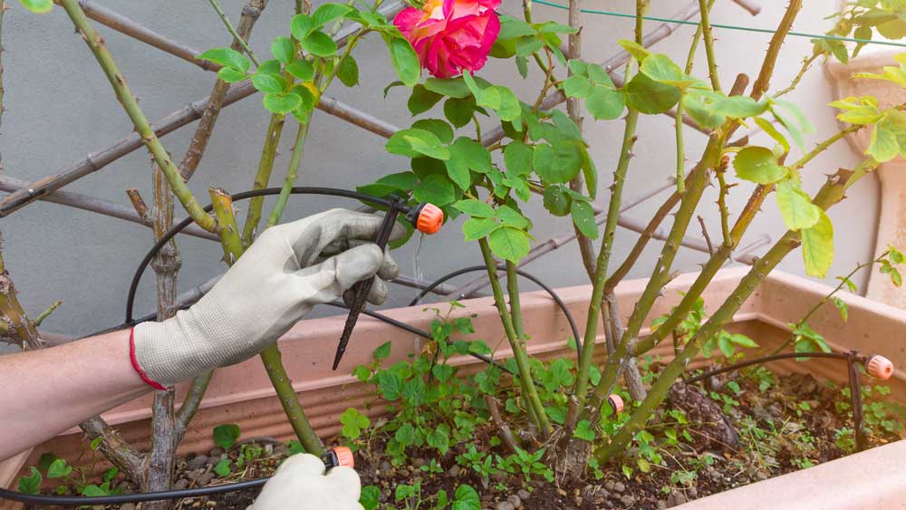 Gloved hands installing a drip system into a flower bed